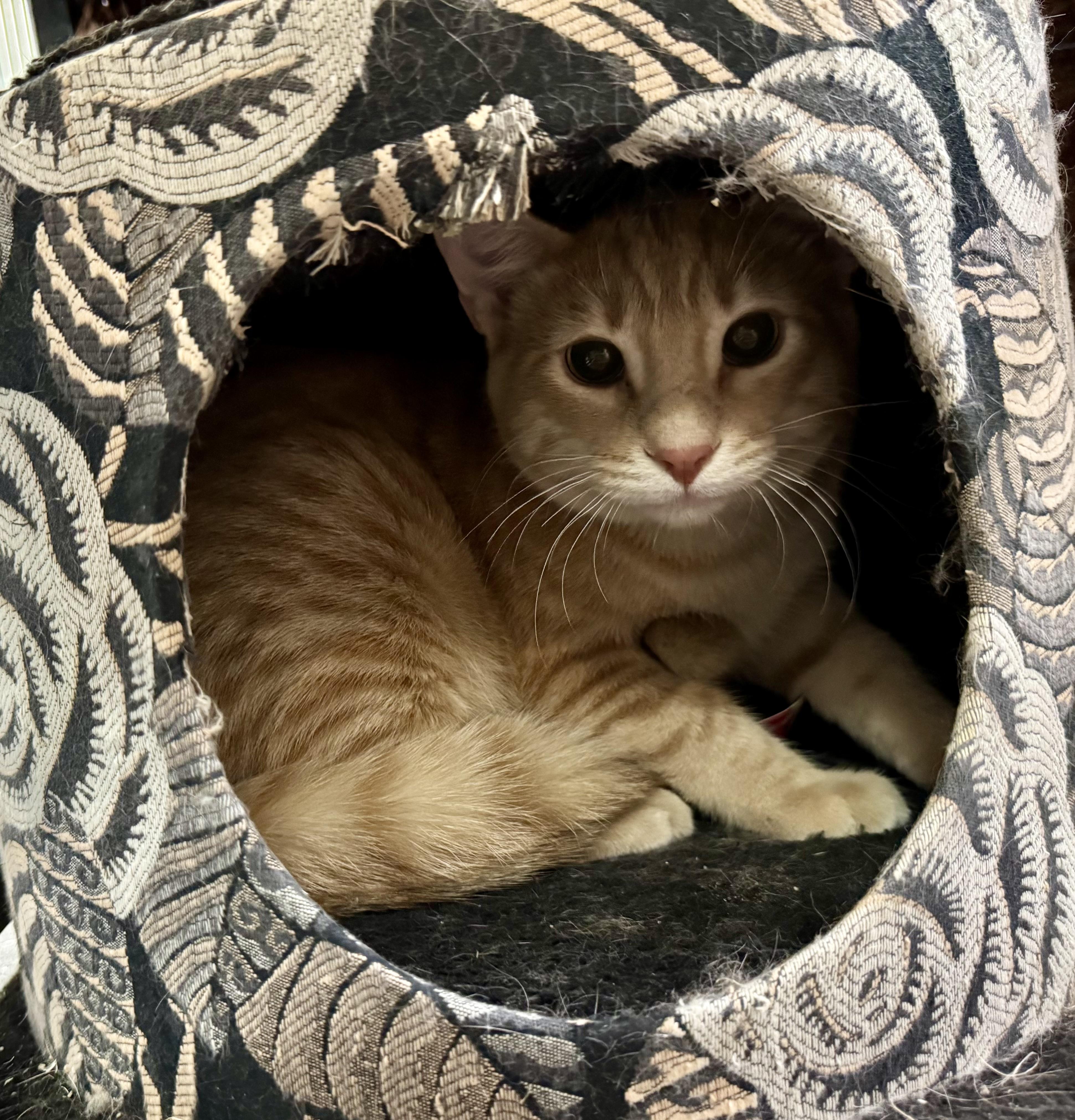 Enlarge Webster, a Adoptable Domestic Short Hair in Wasilla, AK image 1/1