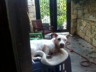 BeBe, a Adopted mixed breed in San Francisco, CA image 1/4