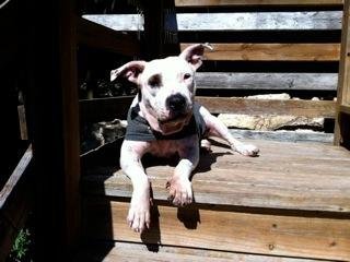 BeBe, a Adopted mixed breed in San Francisco, CA image 3/4
