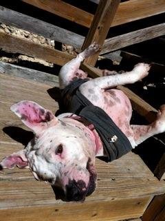 BeBe, a Adopted mixed breed in San Francisco, CA image 4/4