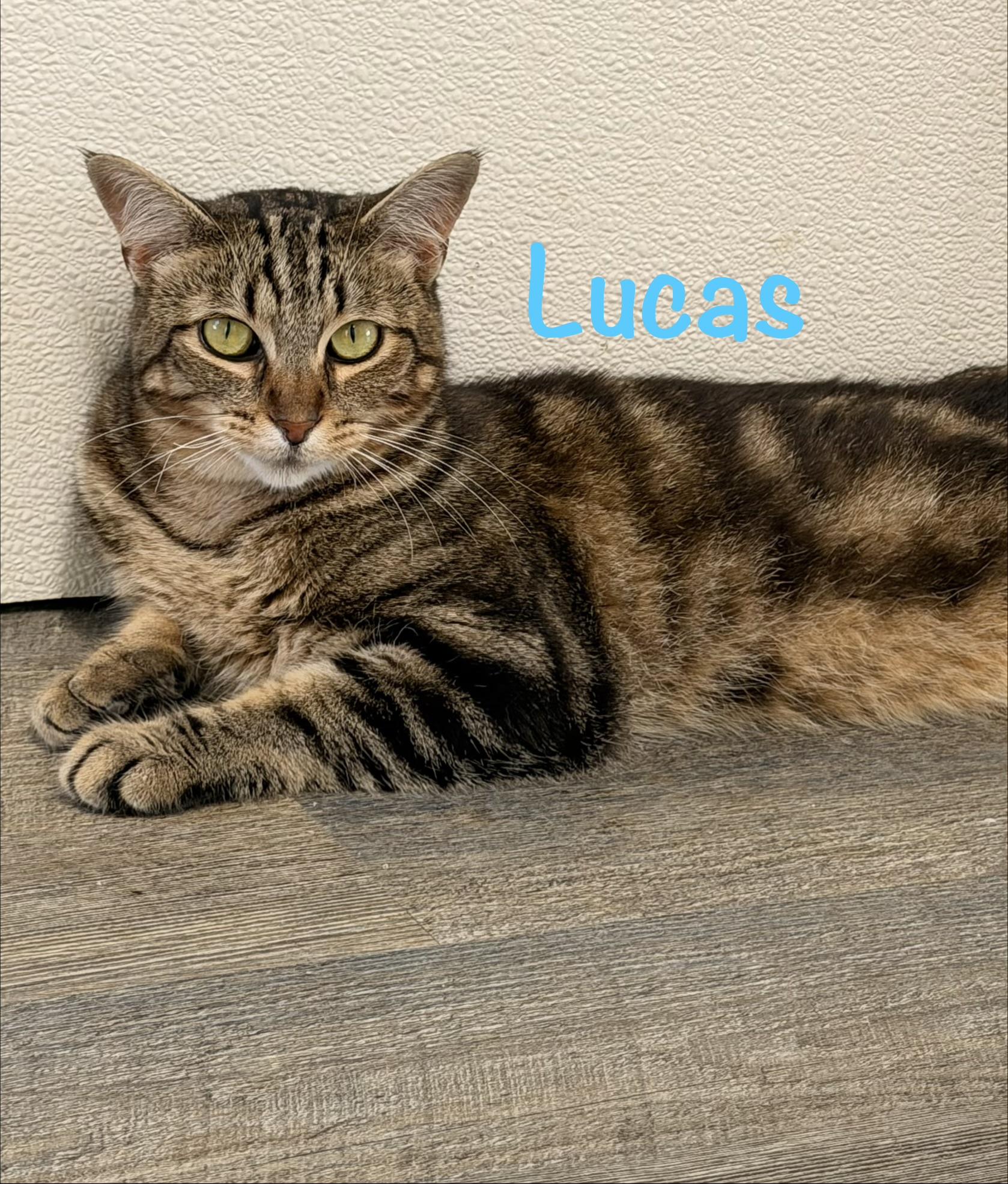 Lucas, a ADOPTABLE Tabby in Crescent City, CA image 1/2
