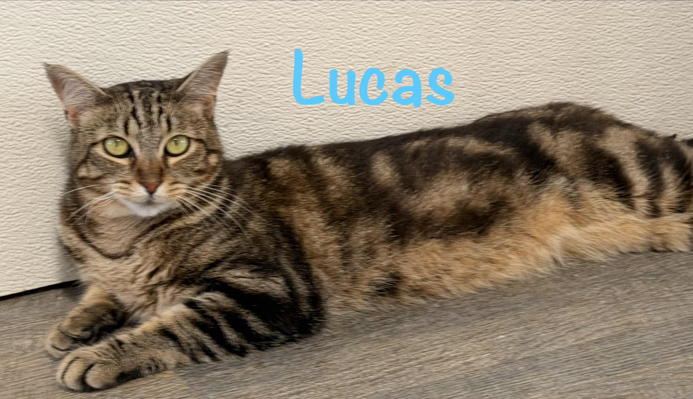 Lucas, a ADOPTABLE Tabby in Crescent City, CA image 2/2