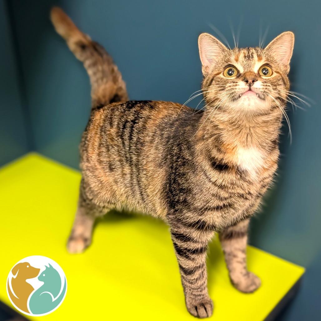 Ozzy, Adoptable, Young Female Domestic Short Hair.