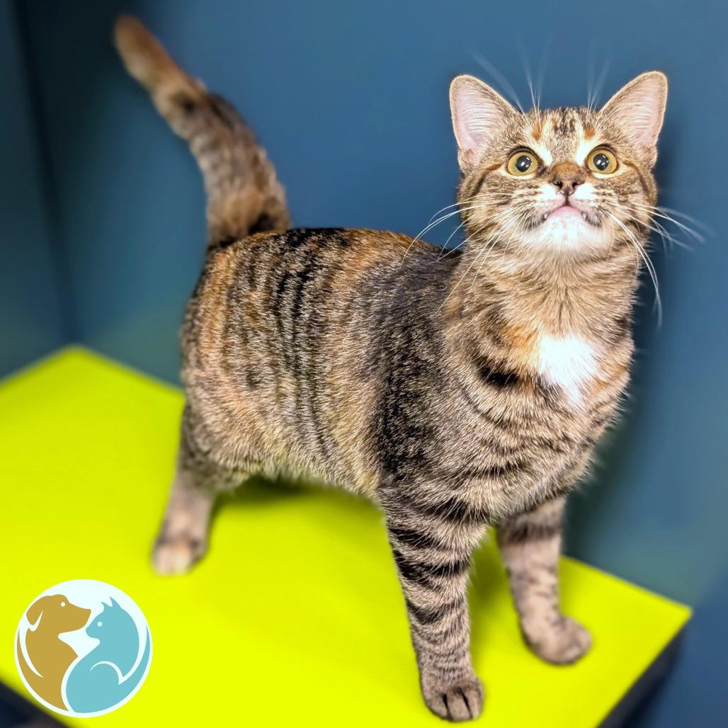 Ozzy, Adoptable, Adult Female Domestic Short Hair.