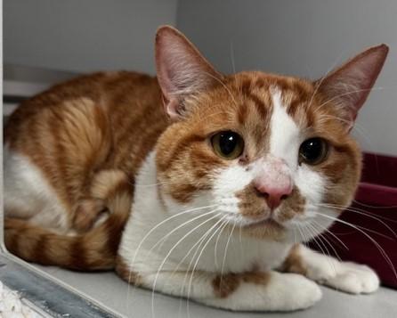 Enlarge 60682962, an adopted mixed breed in Elko, NV image 1/1