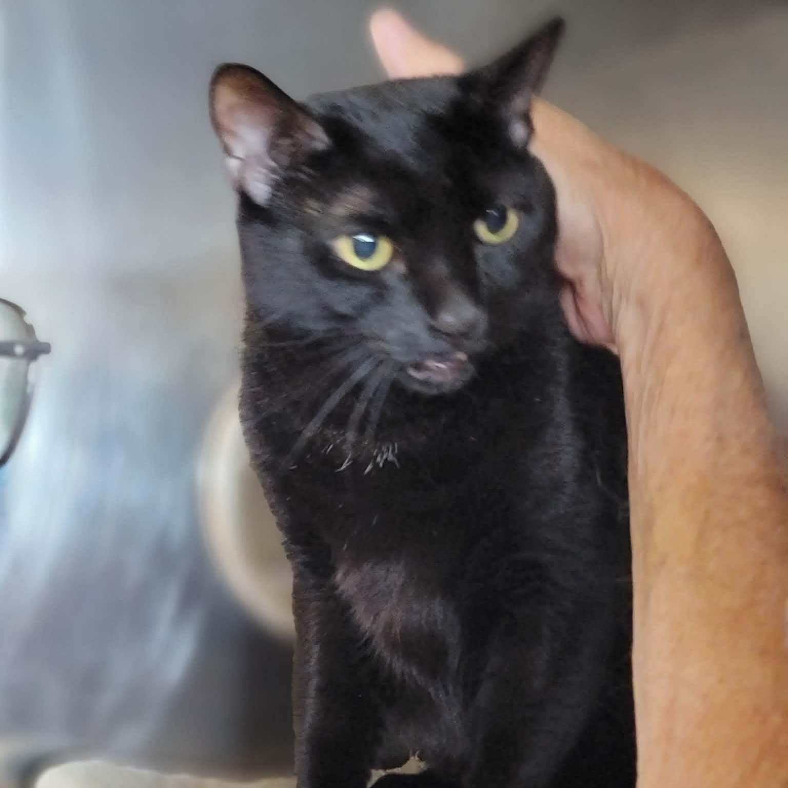 Enlarge Charlie - 8 yo senior, a Adoptable Domestic Short Hair in Myrtle Beach, SC image 2/3