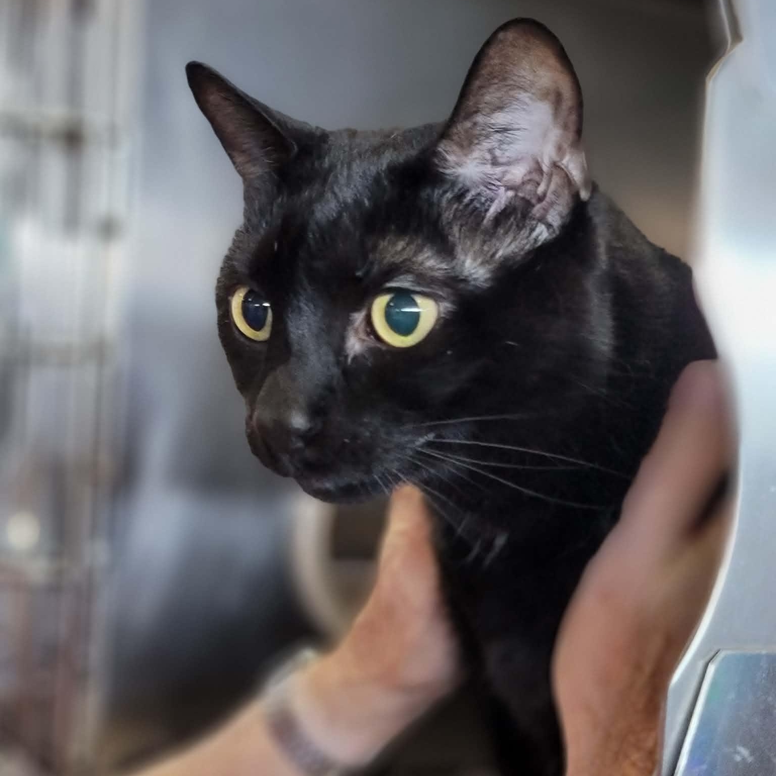 Charlie - 8 yo senior, Adoptable, Senior Male Domestic Short Hair.