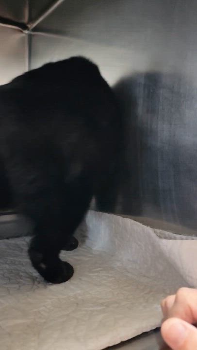 Enlarge Charlie - 8 yo senior, a Adoptable Domestic Short Hair in Myrtle Beach, SC video 3/3