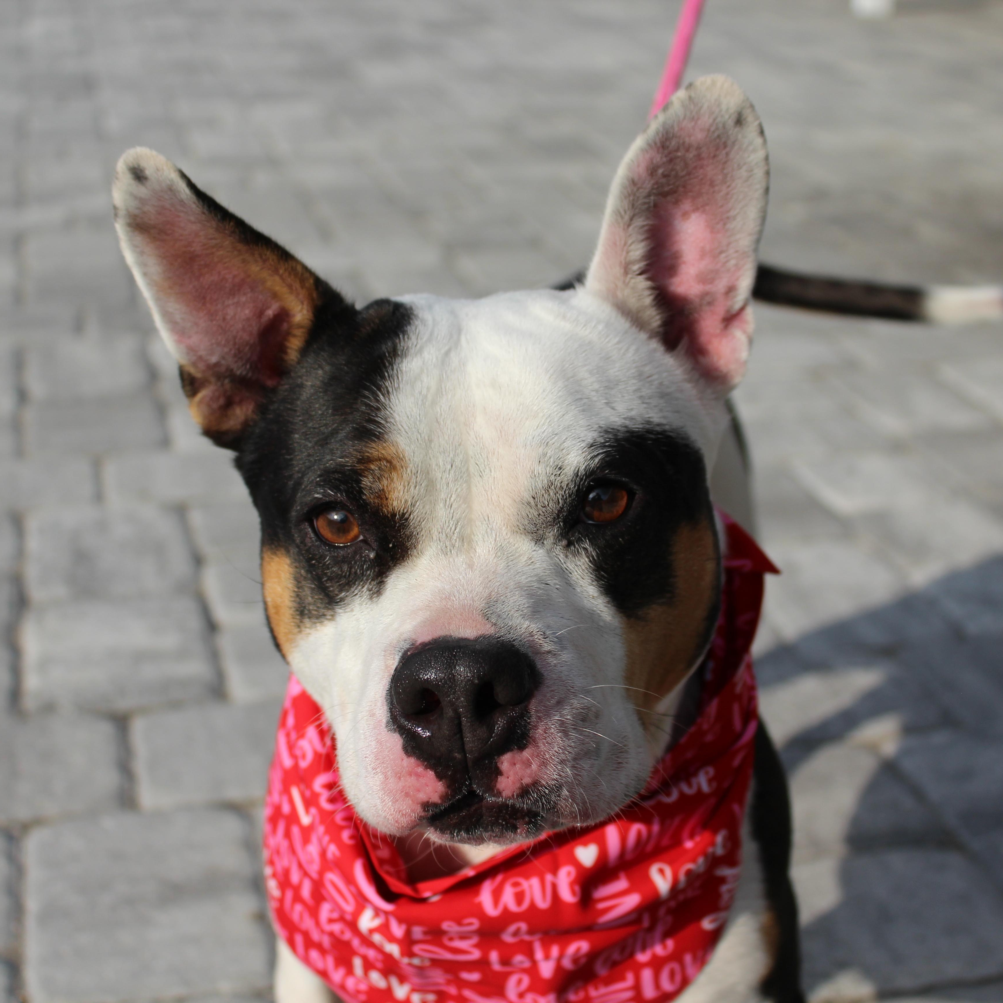 Piper, a Adoptable mixed breed in Ocala, FL image 6/6