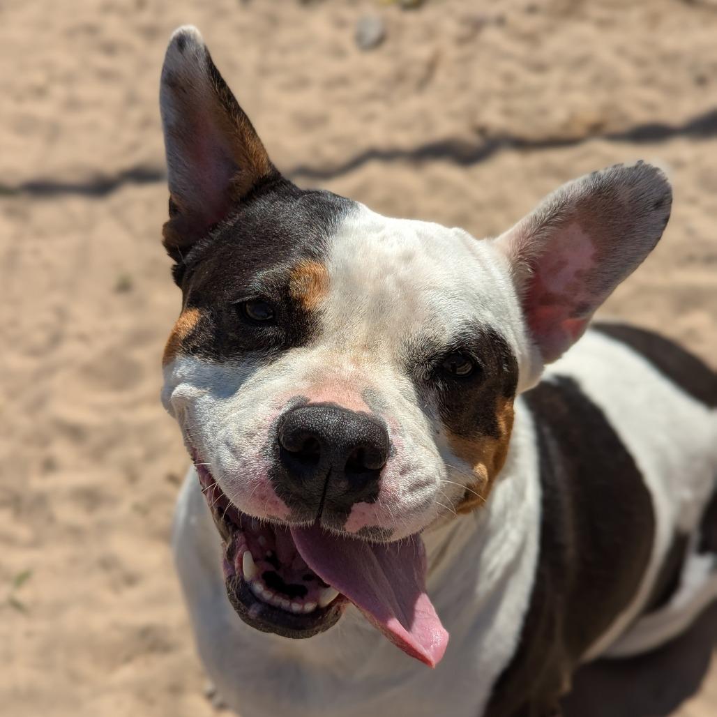 Piper, a Adoptable mixed breed in Ocala, FL image 4/6