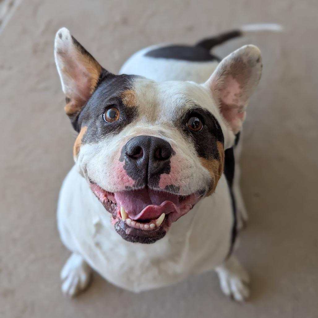 Piper, a Adoptable mixed breed in Ocala, FL image 3/6