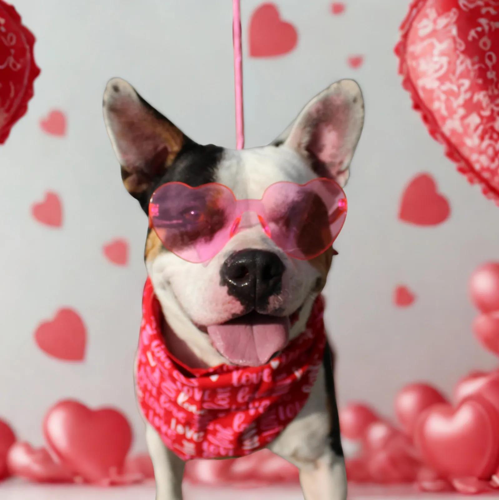 Piper, a Adoptable mixed breed in Ocala, FL image 1/6