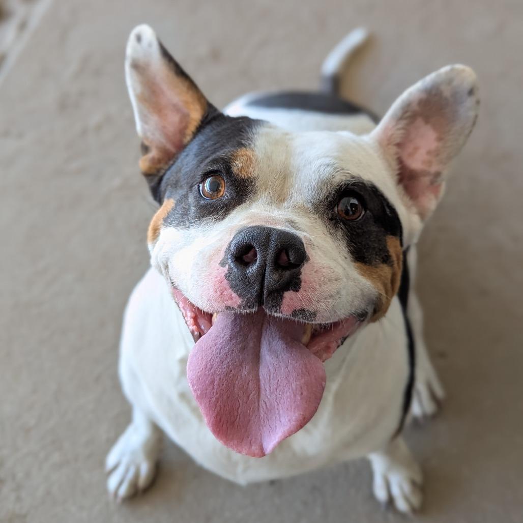 Piper, a Adoptable mixed breed in Ocala, FL image 5/6