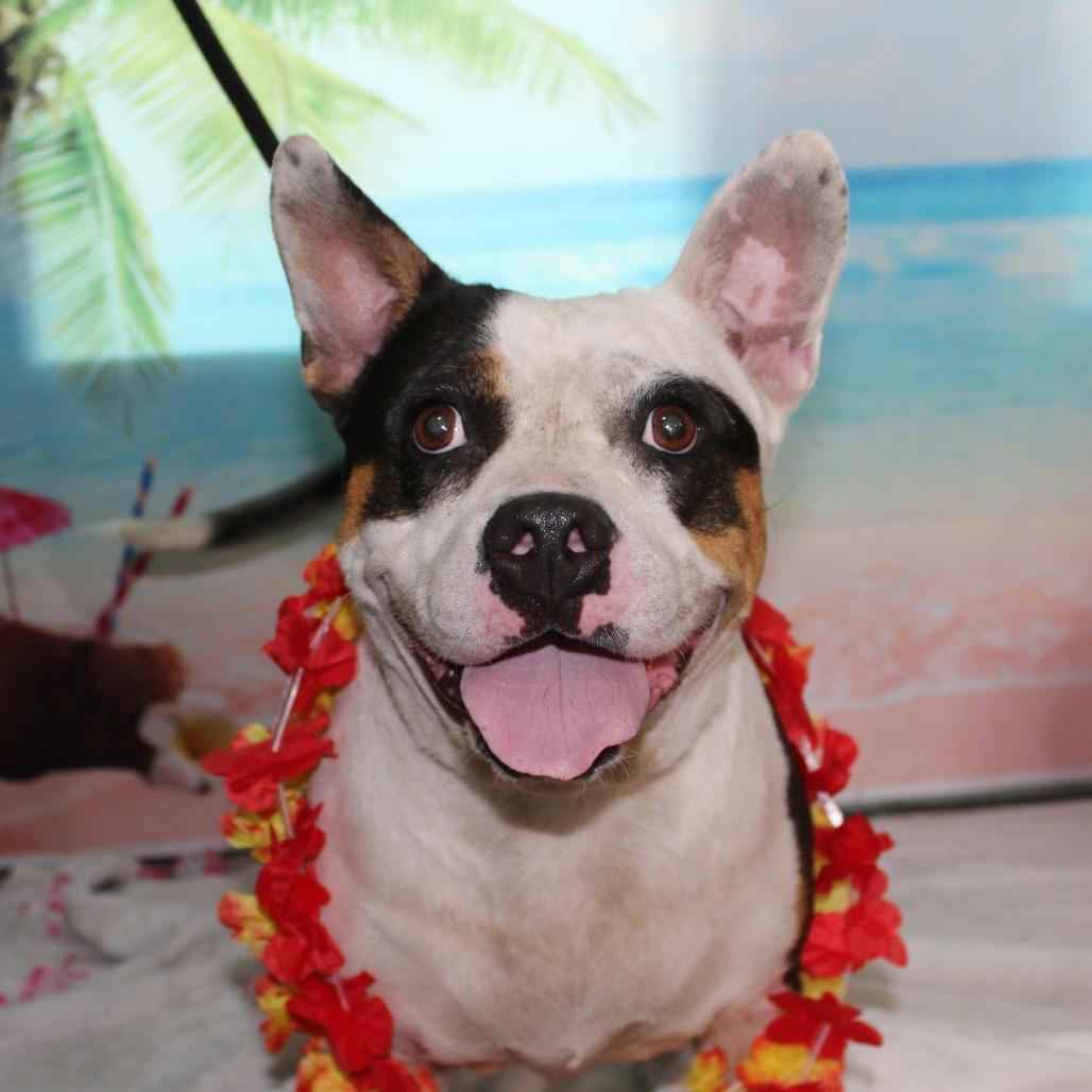 Piper, a Adoptable mixed breed in Ocala, FL image 2/6