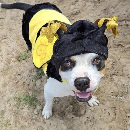 Piper, a Adoptable mixed breed in Ocala, FL image 1/6