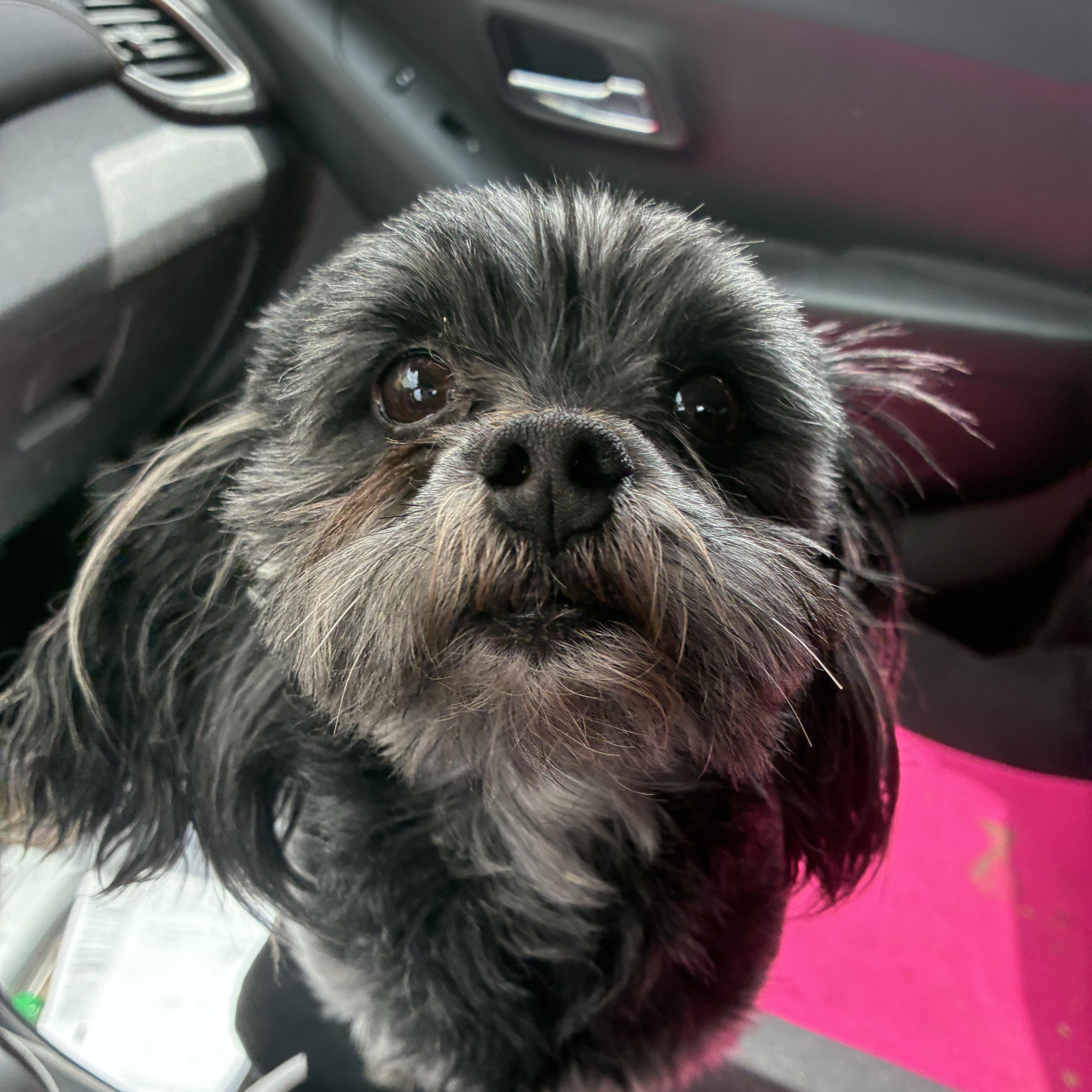 Charlie, adopted, Adult Male Shih Tzu.
