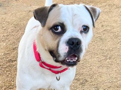 Mr. Moon, Adoptable, Adult Male Boxer & Mixed Breed.