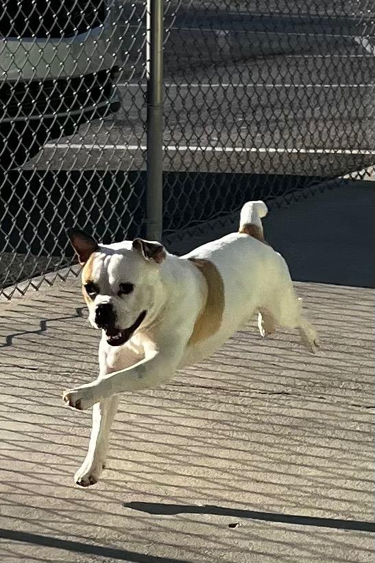 Enlarge Mr. Moon, a Adoptable mixed breed in Blountville, TN image 1/6