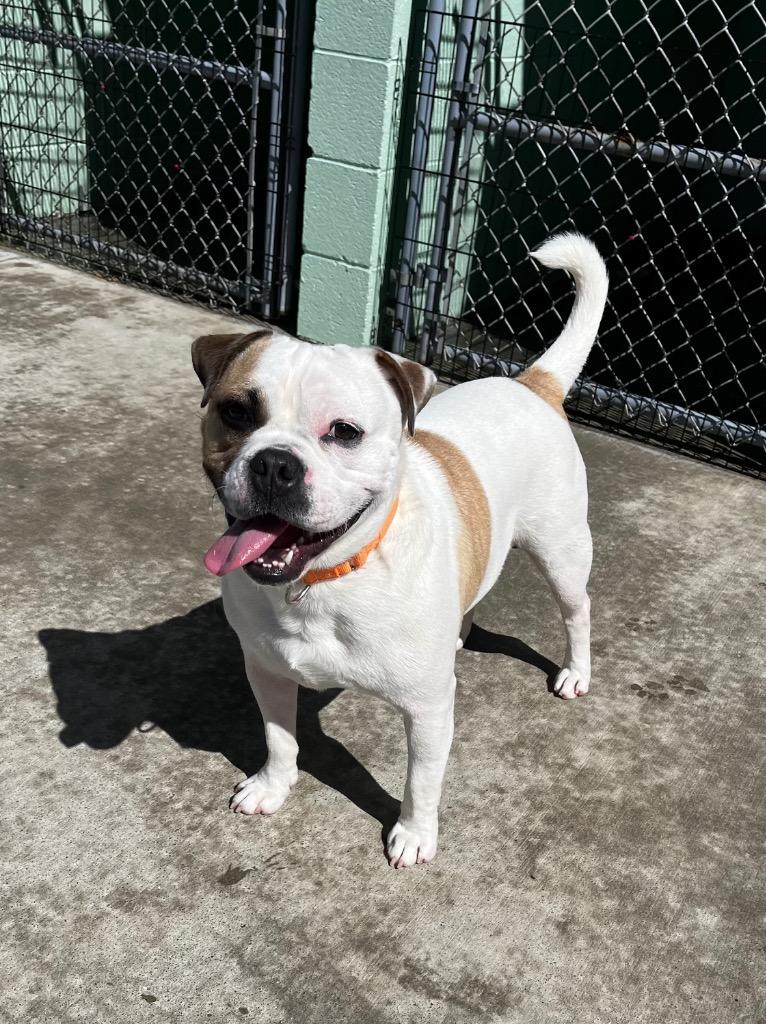Enlarge Mr. Moon, a Adoptable mixed breed in Blountville, TN image 4/6