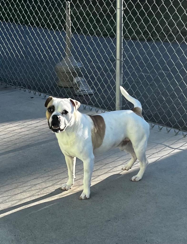 Enlarge Mr. Moon, a Adoptable mixed breed in Blountville, TN image 4/6