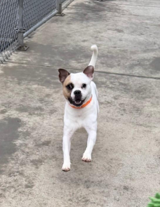 Enlarge Mr. Moon, a Adoptable mixed breed in Blountville, TN image 6/6