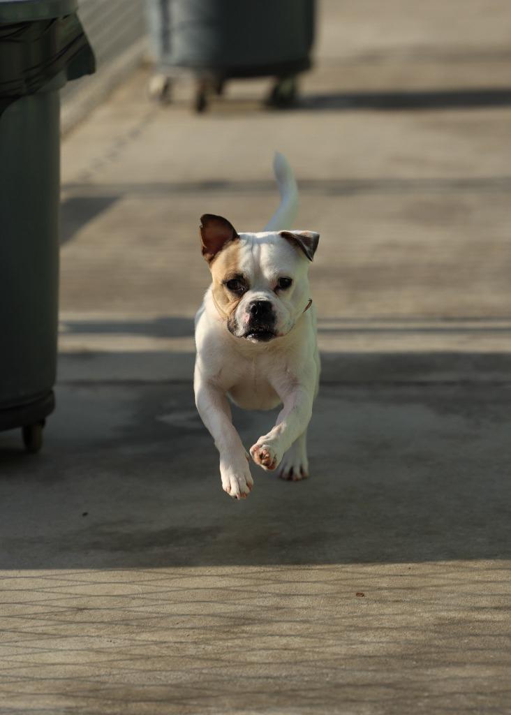 Enlarge Mr. Moon, a Adoptable mixed breed in Blountville, TN image 5/6