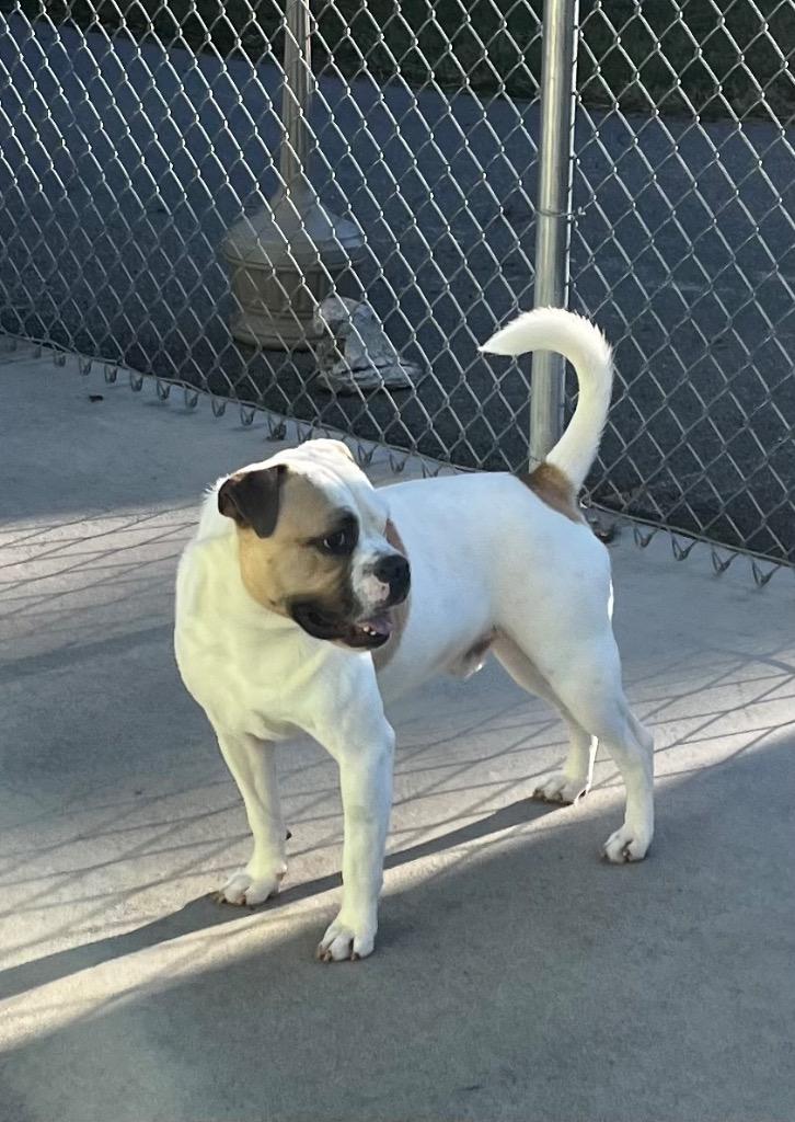 Enlarge Mr. Moon, a Adoptable mixed breed in Blountville, TN image 6/6