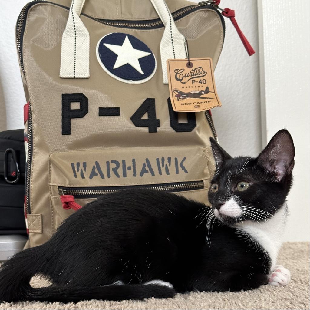 Enlarge Naya, a Adoptable Domestic Short Hair in Long Beach, CA image 2/6