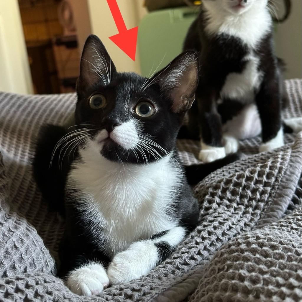 Enlarge Naya, a Adoptable Domestic Short Hair in Long Beach, CA image 6/6