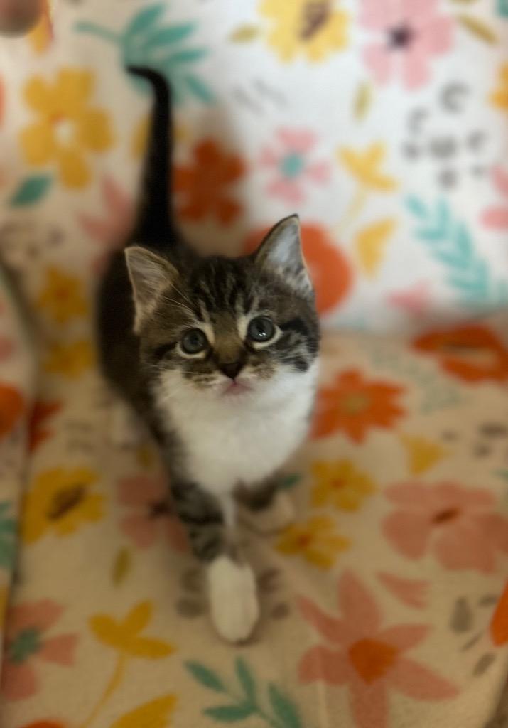 Guinivere, Adoptable, Kitten Female Domestic Short Hair.