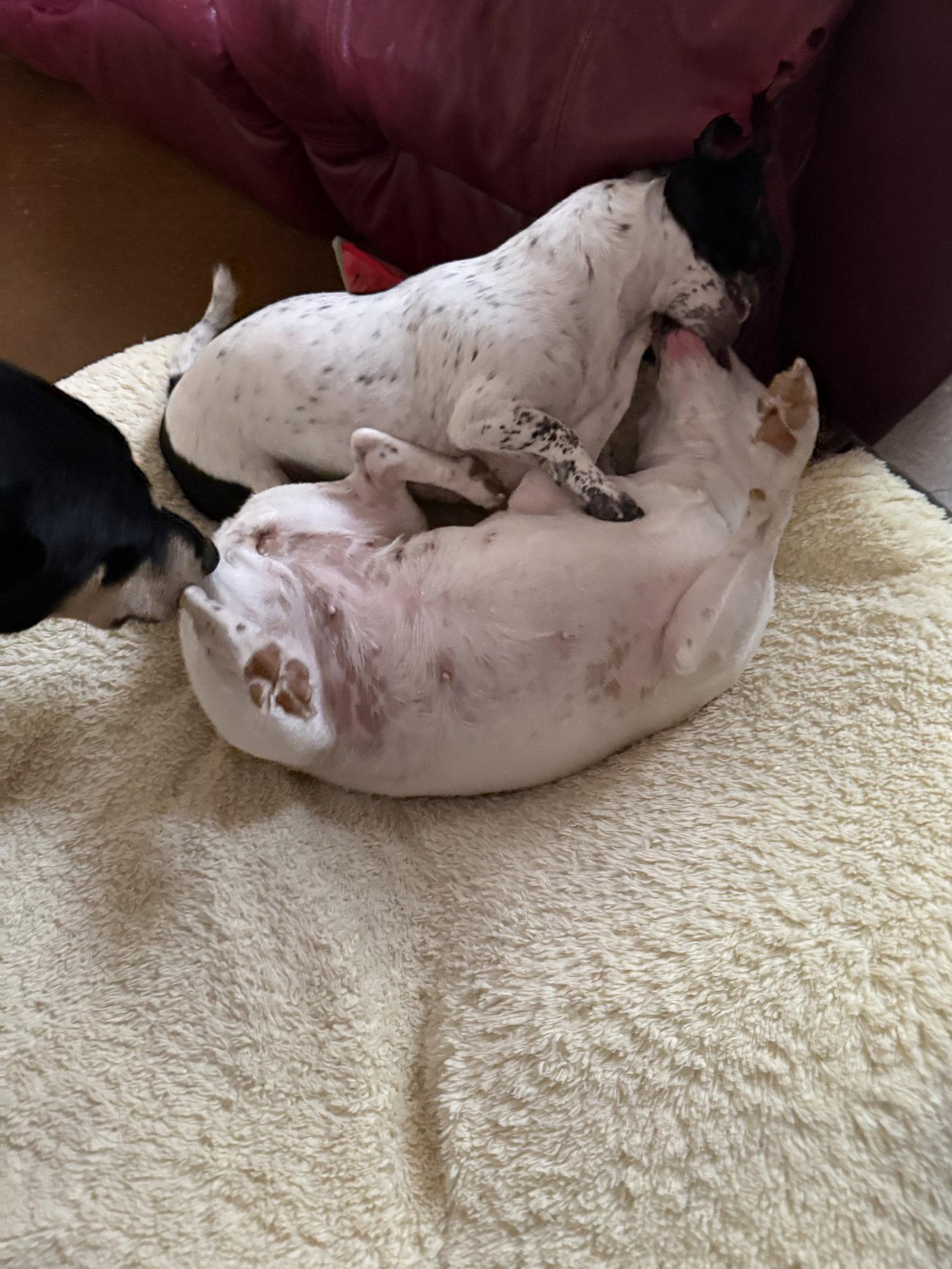 Enlarge Squeaky & Jordan (*Bonded Pair*), a Adoptable mixed breed in Glendale, AZ image 2/3