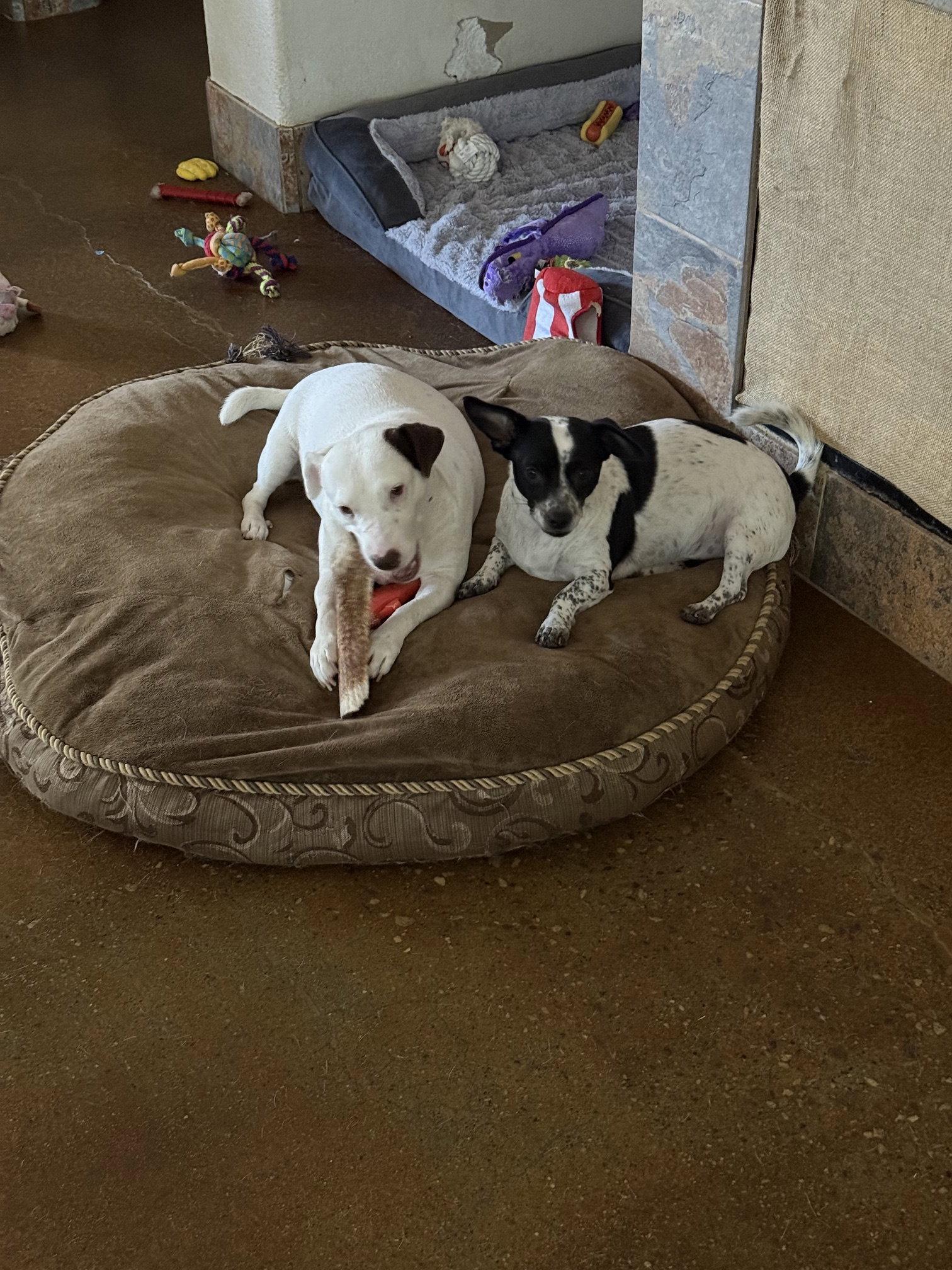 Enlarge Squeaky & Jordan (*Bonded Pair*), a Adoptable mixed breed in Glendale, AZ image 3/3