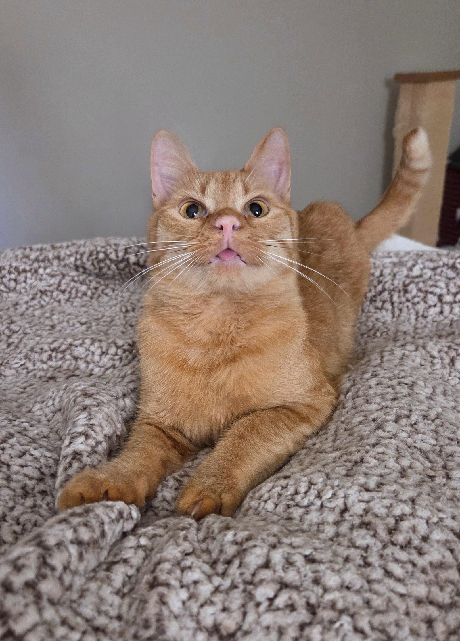 Enlarge Rory, a Adoptable Domestic Short Hair in Reston, VA image 2/3
