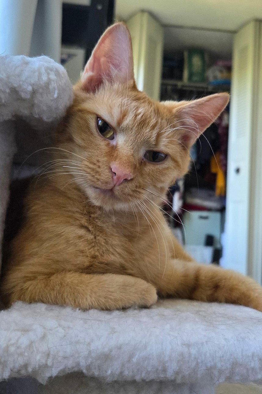 Enlarge Rory, a Adoptable Domestic Short Hair in Reston, VA image 1/3