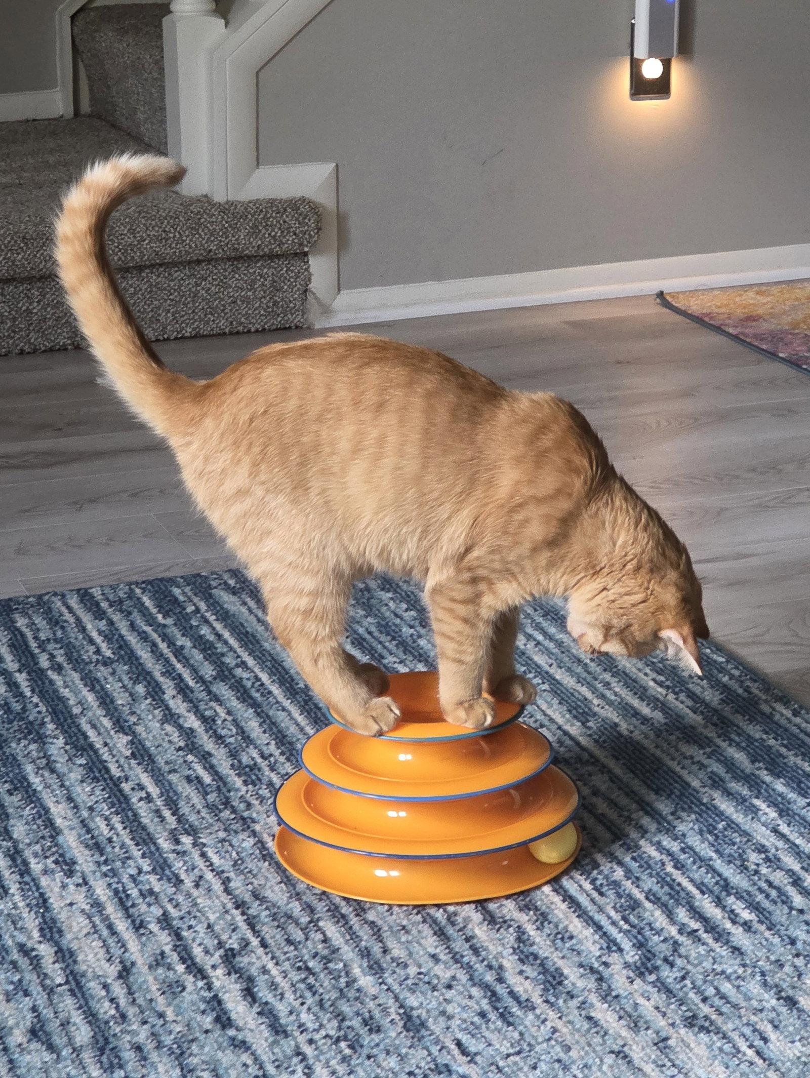Enlarge Rory, a Adoptable Domestic Short Hair in Reston, VA image 3/3