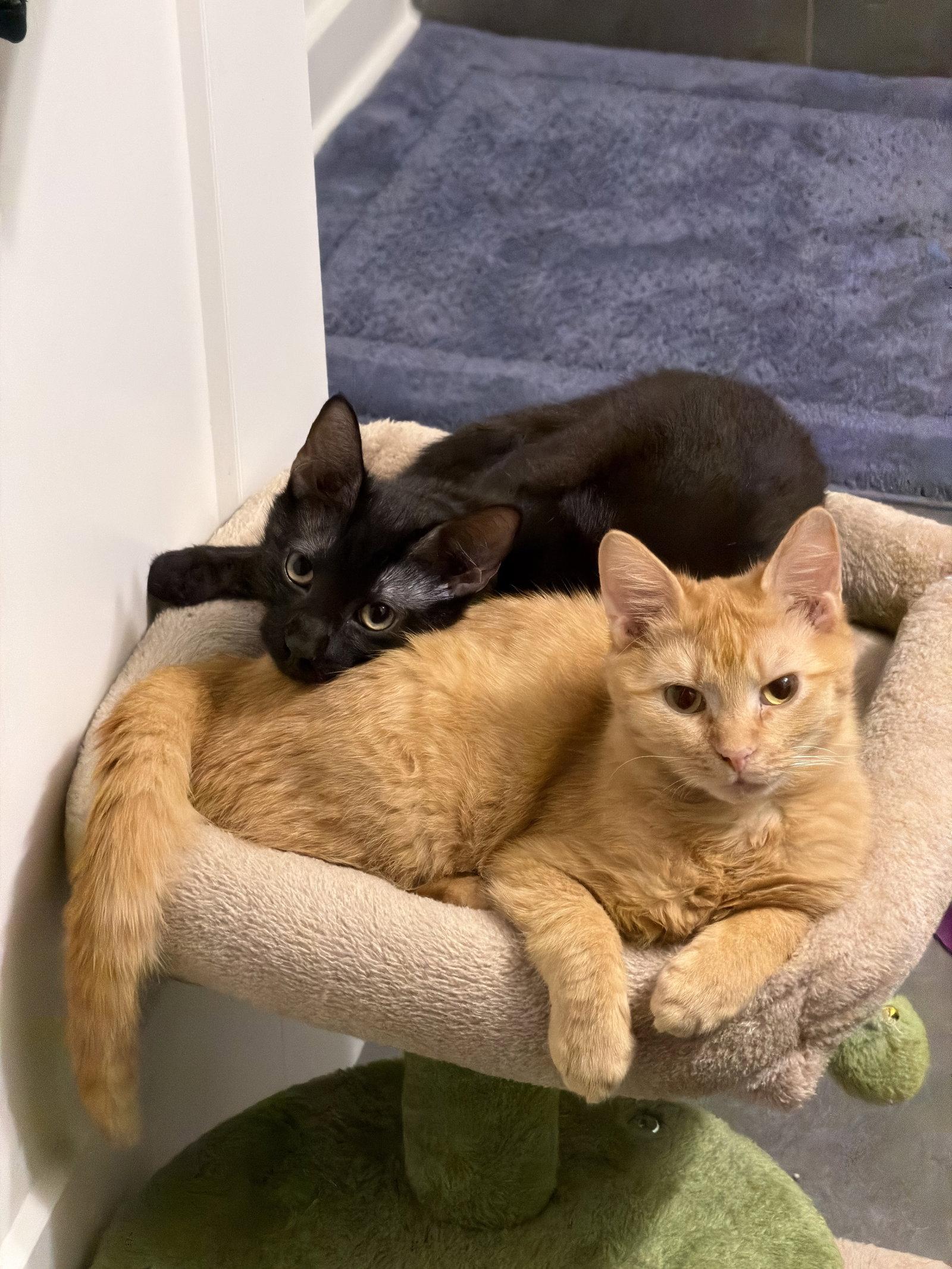 Enlarge Rory, a Adoptable Domestic Short Hair in Reston, VA image 2/3