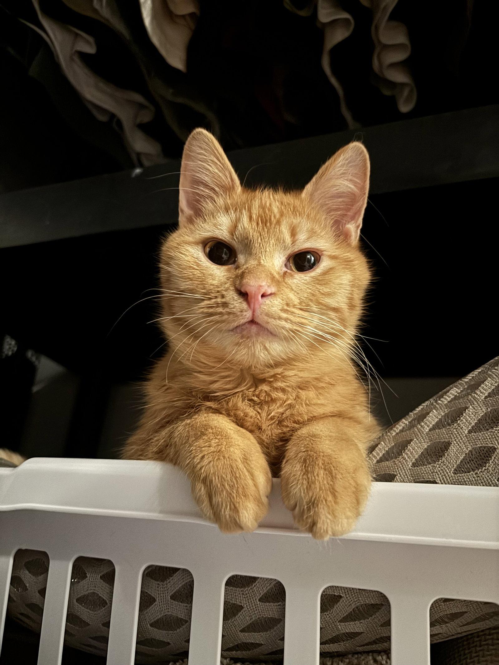 Enlarge Rory, a Adoptable Domestic Short Hair in Reston, VA image 3/3