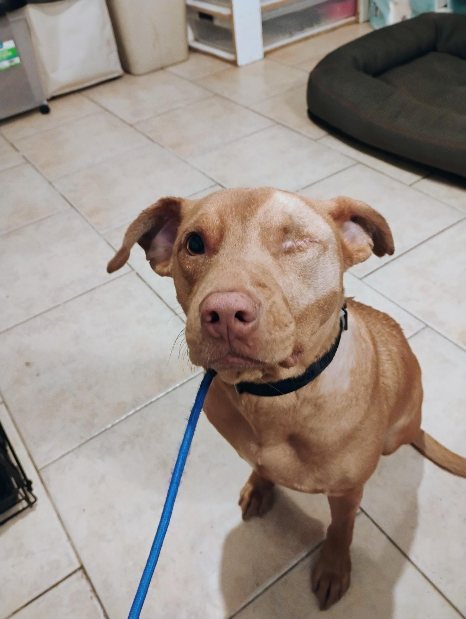 Rusty, a Adoptable mixed breed in Reseda, CA image 2/6