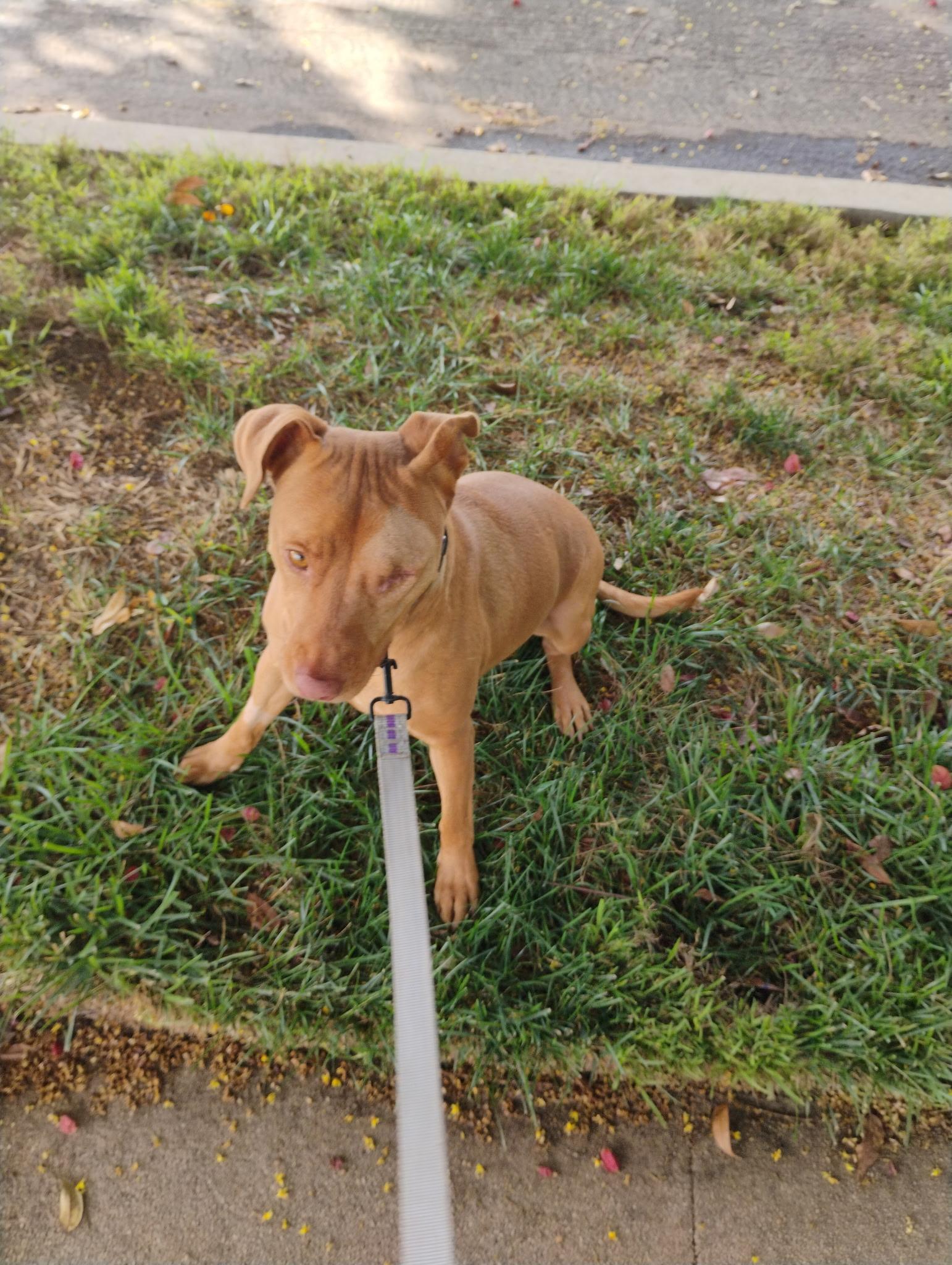 Rusty, a Adoptable mixed breed in Reseda, CA image 3/6