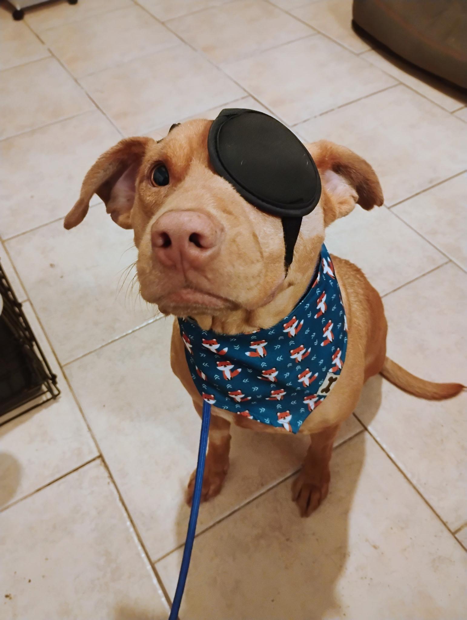 Rusty, a Adoptable mixed breed in Reseda, CA image 1/6