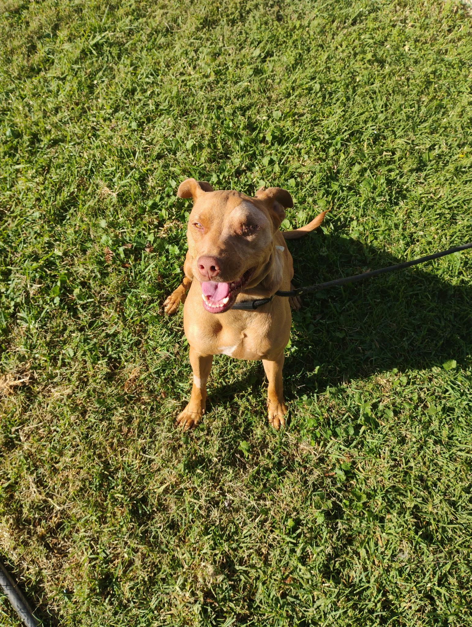 Rusty, a Adoptable mixed breed in Reseda, CA image 4/6