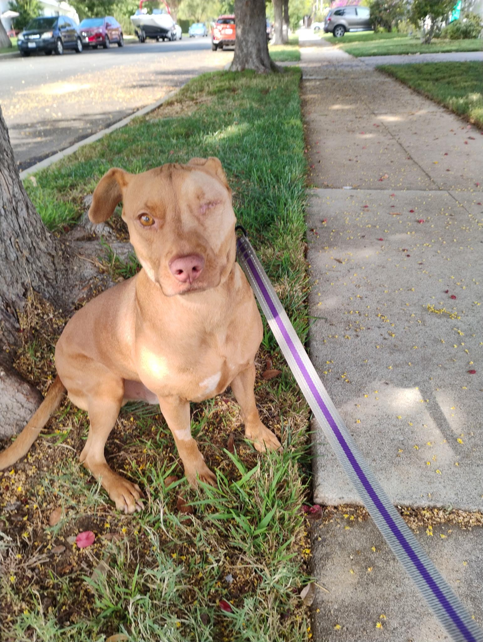 Rusty, a Adoptable mixed breed in Reseda, CA image 5/6