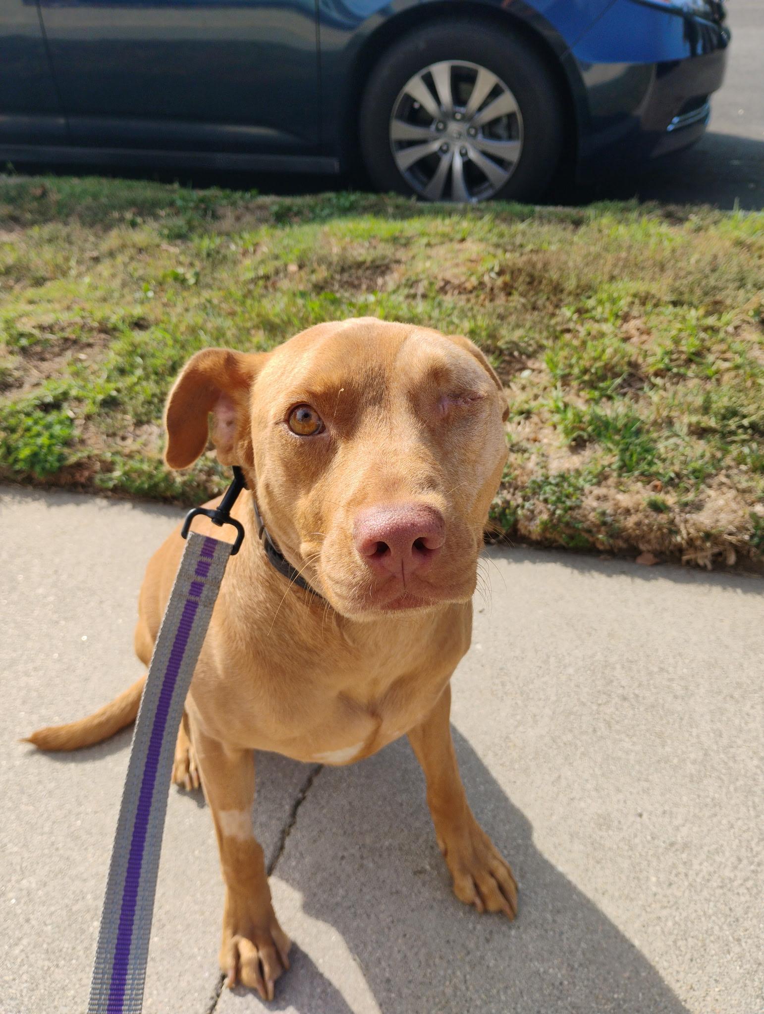 Rusty, a Adoptable mixed breed in Reseda, CA image 6/6