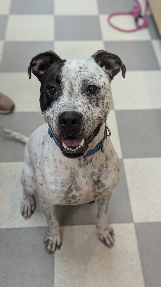 Enlarge Itachi, a Adoptable Mixed Breed in Benton Harbor, MI image 5/5