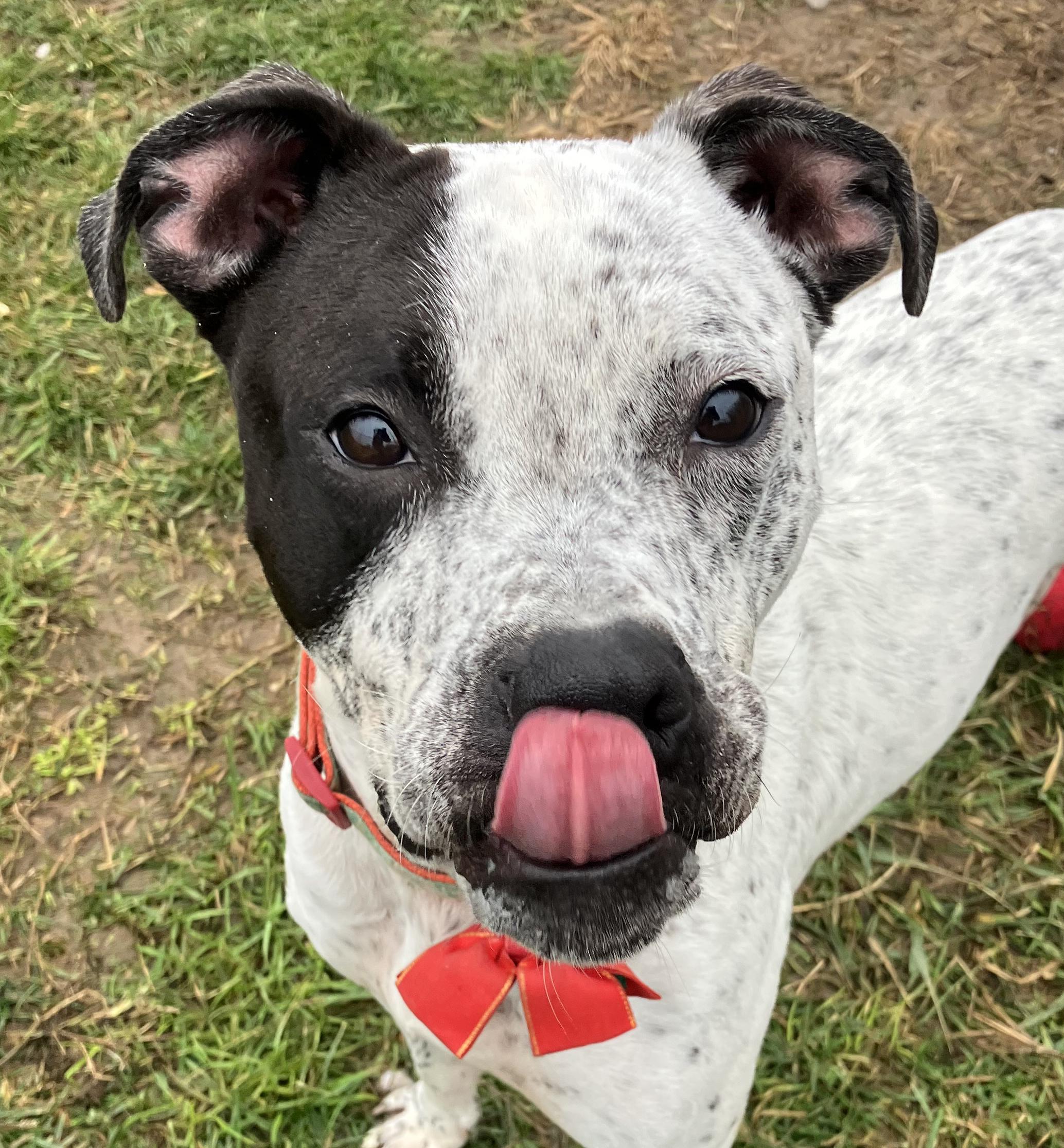 Enlarge Itachi, a Adoptable Mixed Breed in Benton Harbor, MI image 6/6