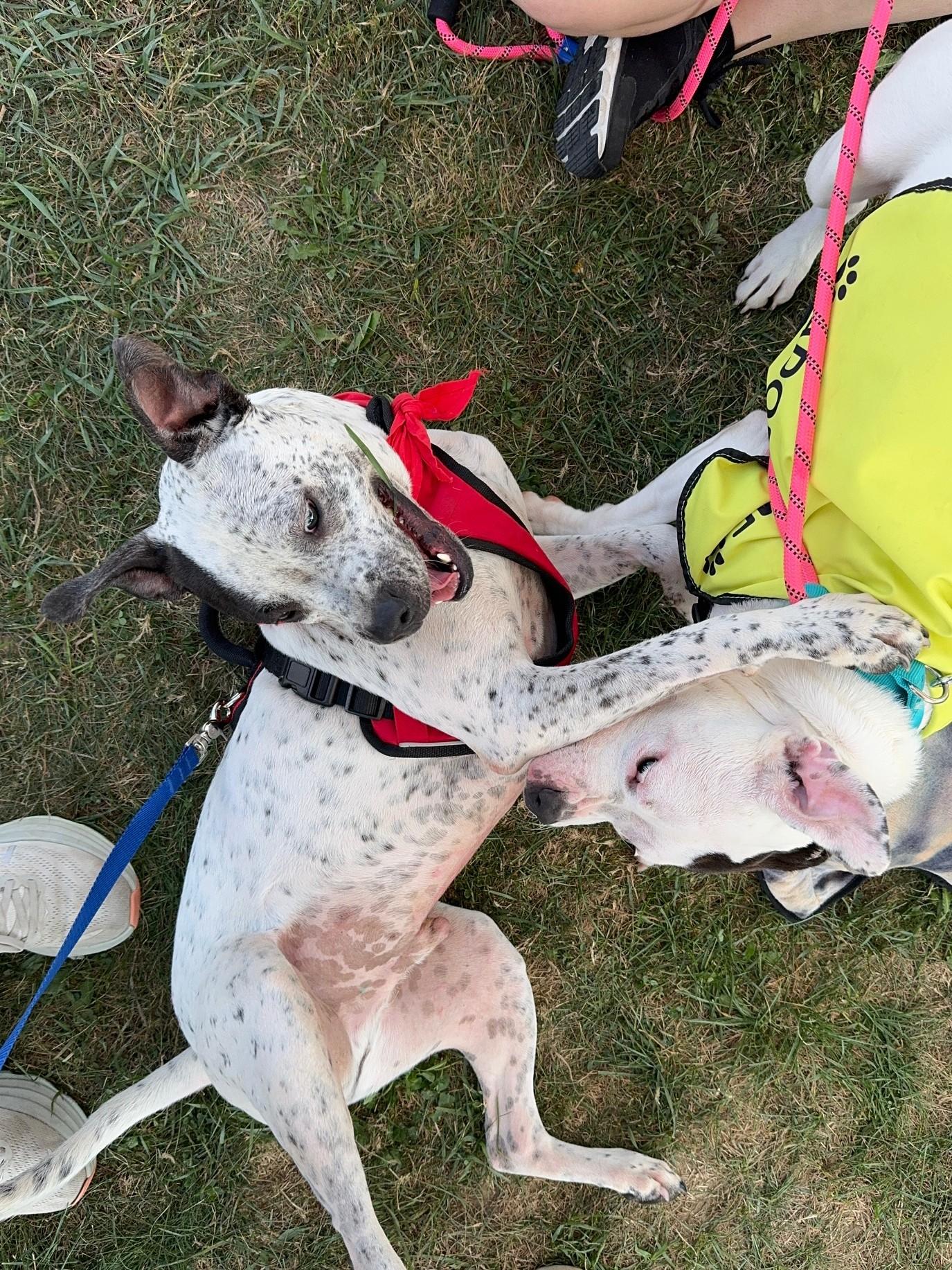 Enlarge Itachi, a Adoptable Mixed Breed in Benton Harbor, MI image 2/5