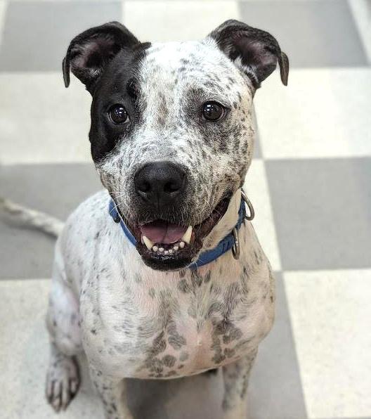 Enlarge Itachi, a Adoptable Mixed Breed in Benton Harbor, MI image 2/6