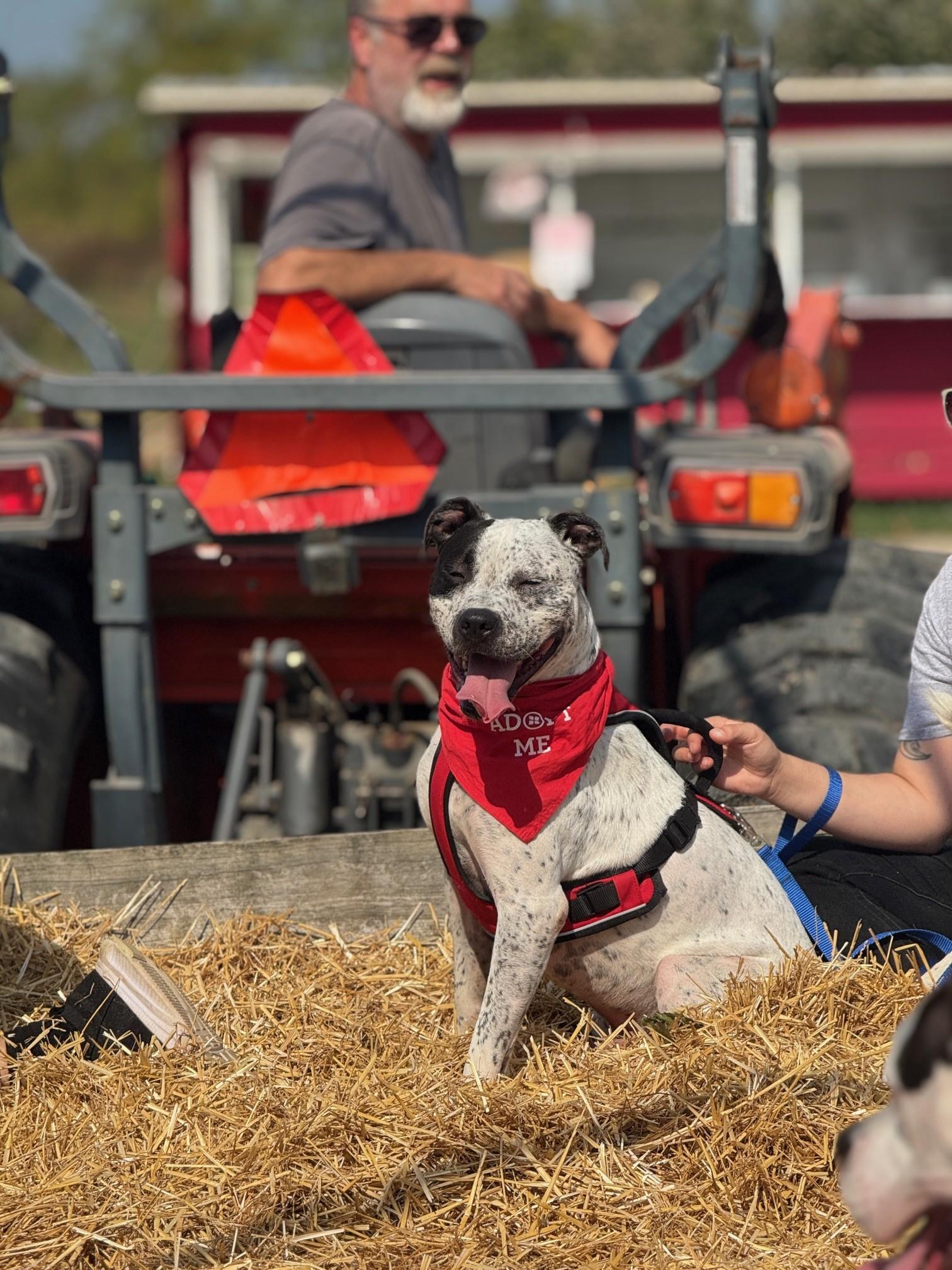 Enlarge Itachi, a Adoptable Mixed Breed in Benton Harbor, MI image 3/5