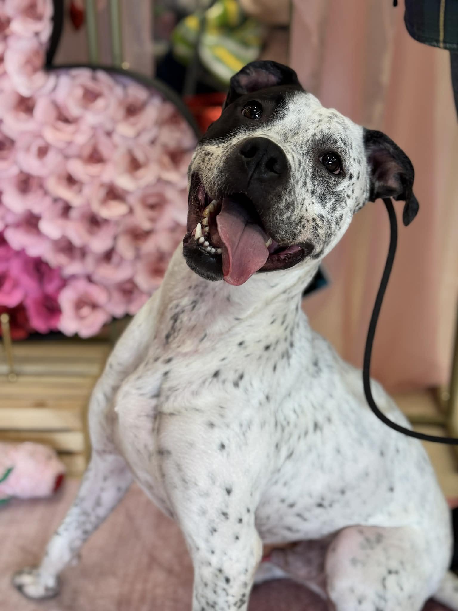 Enlarge Itachi, a Adoptable Mixed Breed in Benton Harbor, MI image 1/6