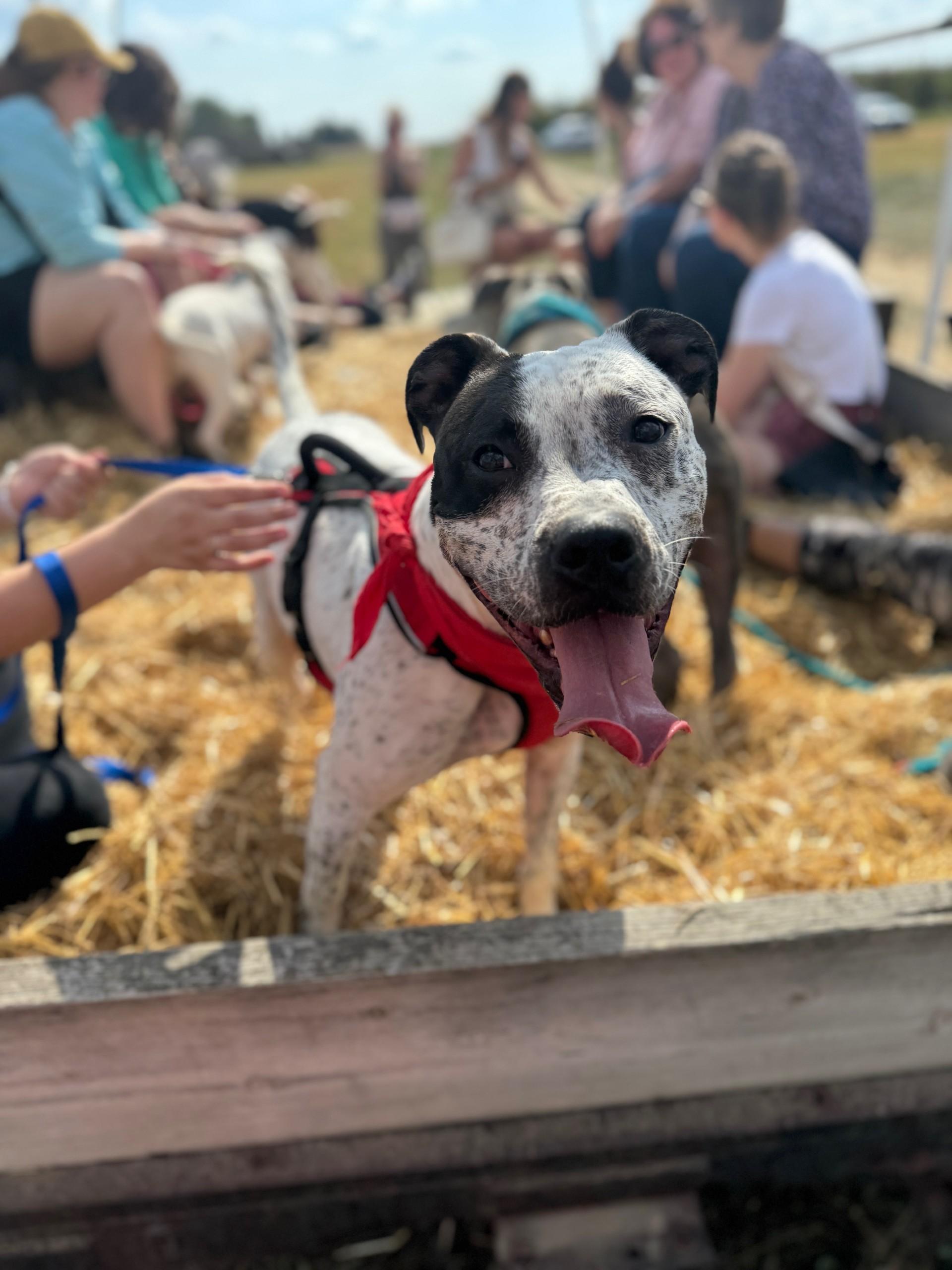 Enlarge Itachi, a Adoptable Mixed Breed in Benton Harbor, MI image 4/5